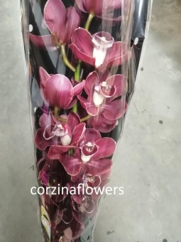 Цимбидиум Хейдз срезка орхидея 60см