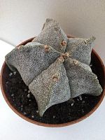 Кактус Астрофитум крапчатый Мириостигма KR373 купить в Москве