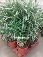 Драцена фрагранс Варнески разветвленная бранч 170-190см KR1508 купить в Москве