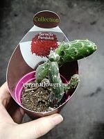 Сенецио Пендулус суккулент KR1535 купить в Москве