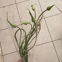 Аллиум Офиоско (Allium Ophiostegium) — редкий цветок в срезке для стильных букетов и композиций SR1191 купить в Москве