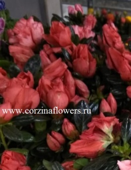 #АзалияХортинокрасная 9 https://corzinaflowers.ru/catalog/komnatnye_rasteniya_i_tsvety/2042/