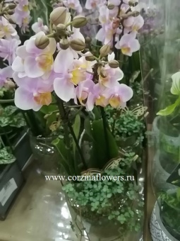 Орхидея Композиция с Фаленопсисом в стеклянном кашпо KM36 купить в Москве