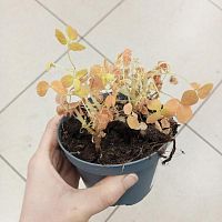 Оксалис (Кислица) Крейзи Плум KR3747 купить в Москве
