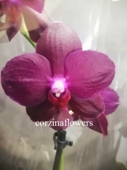 Фаленопсис Руд орхидея  2 цв 12 см