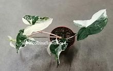 Сингониум вариегатный Imperial white KR624 купить в Москве