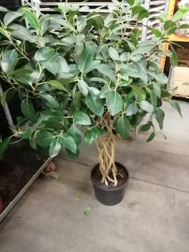 Фикус Рубигиноза цилиндр 110-130 см KR3206 купить в Москве