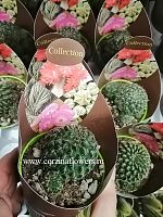 Сулькоребуция Апланата кактус KR959 купить в Москве