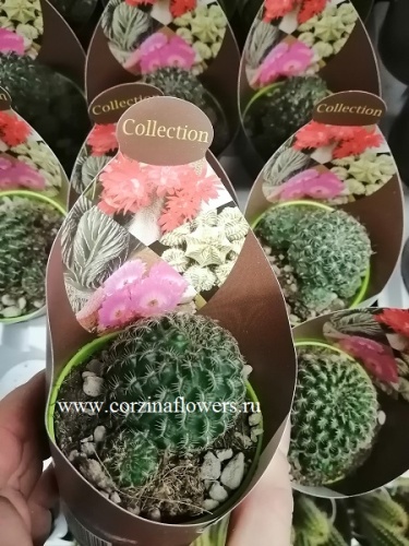 Сулькоребуция Апланата кактус KR959 купить в Москве