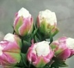 Тюльпаны луковицы Тюльпаны луковицы