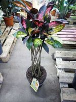 Кодиеум кротон Миссис Айстон цилиндр 80-100см KR3351 купить в Москве