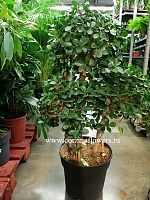 Фикус микрокарпа Панда 100-120см KR905 купить в Москве
