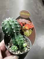 Эхиноцереус Триглохидиату кактус KR2908 купить в Москве