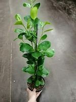 Фикус Мокклэйм 50-60см KR2572 купить в Москве