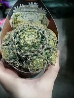 Маммиллярия Шиде кактус KR3180 купить в Москве