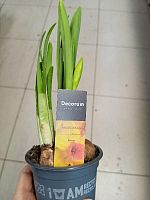 Нарцисс Биттерн в горшке OG2033 купить в Москве