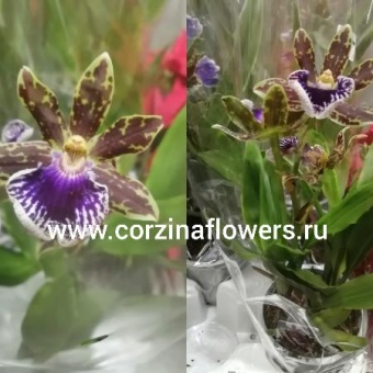 Зигопеталум Трози Блу 1 ст https://corzinaflowers.ru/catalog/komnatnye_rasteniya_i_tsvety/1232/