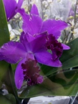Орхидея Каттлея темно-фиолетовая О592 купить в Москве