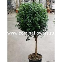 Мирт обыкновенный штамб 70-90 см KR963 купить в Москве