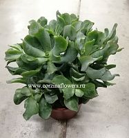 Крассула Ундулатифолия толстянка KR455 купить в Москве