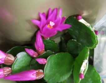 Рипсалидопсис тёмно-розовый кактус цветение https://corzinaflowers.ru/catalog/komnatnye_rasteniya_i_tsvety/kaktusy_ekheverii_i_dr_sukkulenty/kaktusy_v_gorshkakh/ripsalidopsis_paskhplnyy_kaktus/11127/