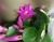 Рипсалидопсис тёмно-розовый кактус цветение https://corzinaflowers.ru/catalog/komnatnye_rasteniya_i_tsvety/kaktusy_ekheverii_i_dr_sukkulenty/kaktusy_v_gorshkakh/ripsalidopsis_paskhplnyy_kaktus/11127/