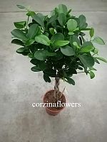 Фикус микрокарпа Моклэйм переплетенный 50-70 см KR2040 купить в Москве