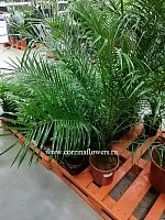 Пальма финик Робилини 130-140 см KR775 купить в Москве