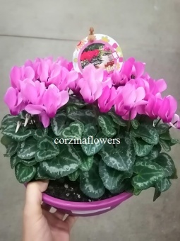 Цикламен розовый подарочный KM463 https://corzinaflowers.ru/catalog/komnatnye_rasteniya_i_tsvety/dekorativno_tsvetushchie_rasteniya/tsiklamen_alpiyskaya_fialka/4696/