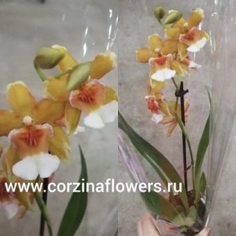 Камбрия гибрид 198 9 см https://corzinaflowers.ru/catalog/komnatnye_rasteniya_i_tsvety/2921/