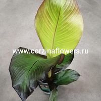 Энсета Маурелли Банан красный KR1198 купить в Москве