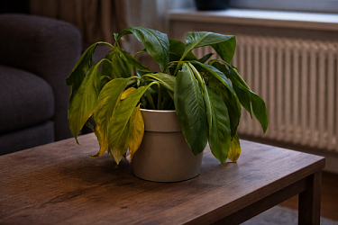 Почему желтеют листья у спатифиллума и как спасти растение