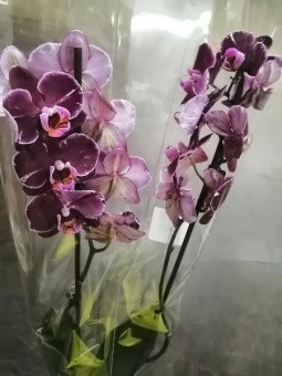 Орхидея фаленопсис Мутант 507