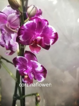 Фаленопсис Корт парс орхидея 12 см 45 см