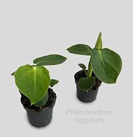 Филодендрон Ругозум (Philodendron rugosum) KR4104 купить в Москве