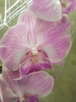 Орхидея фаленопсис Биг Лип  гибрид 12см