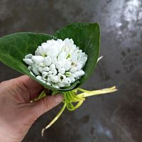 Подснежники Галантус срезка SR1200 купить в Москве