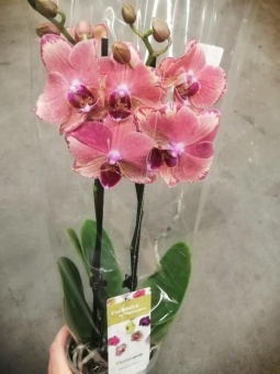 Фаленопсис Пирэйт пикоти мутант орхидея О740 купить в Москве