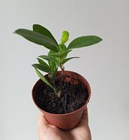 Фикус Моклейм 10-15см KR4097 купить в Москве