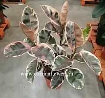 Фикус Эластика Белиз 3 ст 70-90 см KR236 купить в Москве
