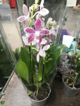 Фаленопсис гибрид орхидея О508 купить в Москве