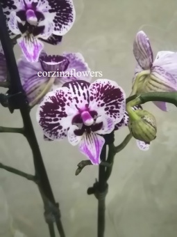 Фаленопсис орхидея гибрид О280