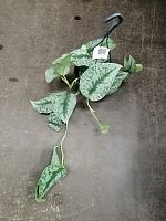 Сциндапсус (эпипремнум) Пиктус Требе подвесной KR2709 купить в Москве