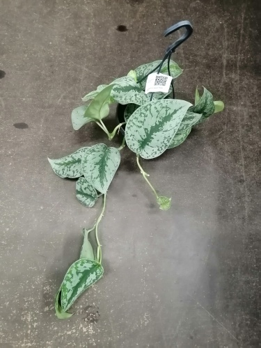 Сциндапсус (эпипремнум) Пиктус Требе подвесной KR2709 купить в Москве