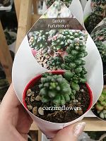 Очиток (седум) Чешуйчатый  KR1652 купить в Москве