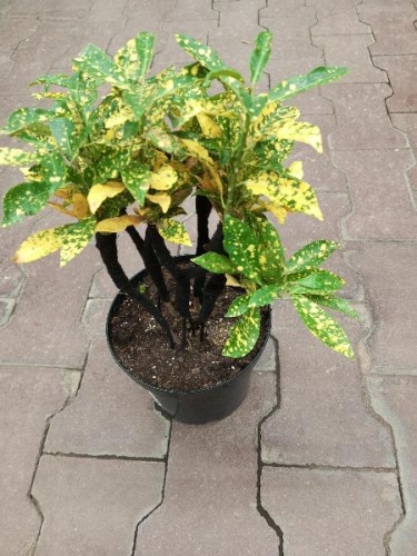 Кодиум Вариегата бонсай KR4039 купить в Москве фото 2