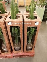 Кактус Эуфорбия Эритрея в коробке 70-100 см KR942 купить в Москве