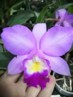 Орхидея каттлея розовая 12см