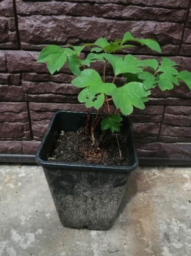 Пион древовидный Серебристый Ручей саженец OG4 купить в Москве фото 2