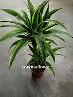 Драцена Lemon Lime (2 ствола, 60–70 см) — яркое интерьерное растение с полосатыми листьями KR2430 купить в Москве